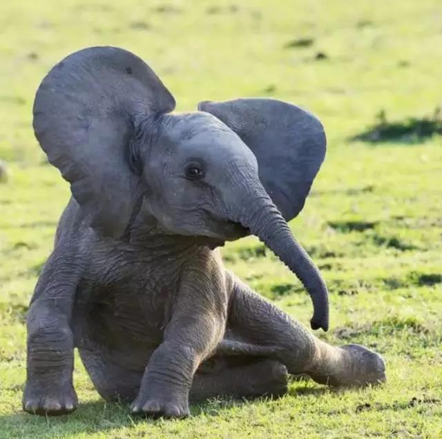 為愛發(fā)聲丨 德利豐家居“關(guān)愛大象媒體聯(lián)盟”關(guān)(圖1)